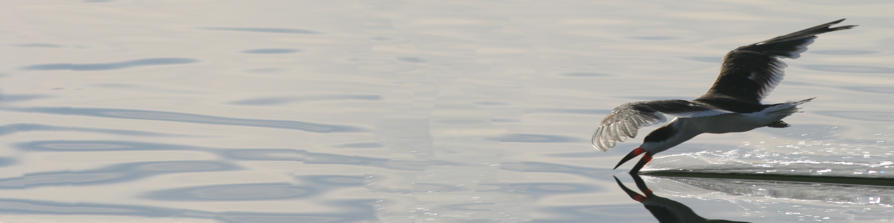 Black skimmer (Rynchops niger)